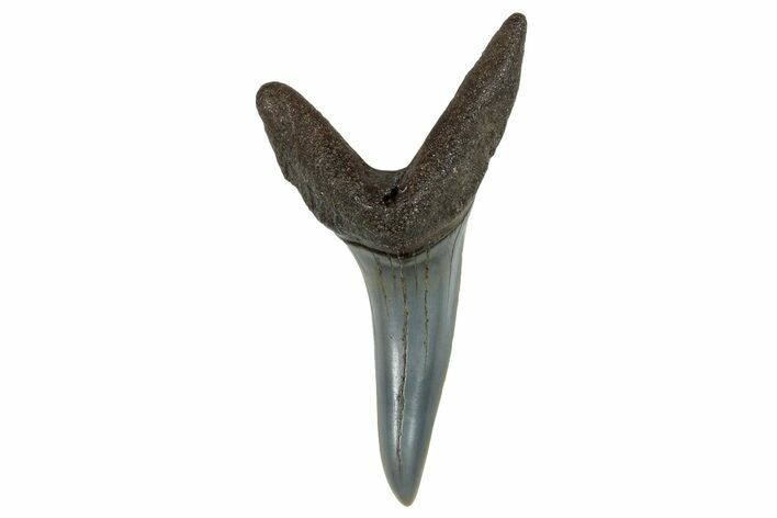 Fossil Shortfin Mako Shark Tooth - South Carolina #269967